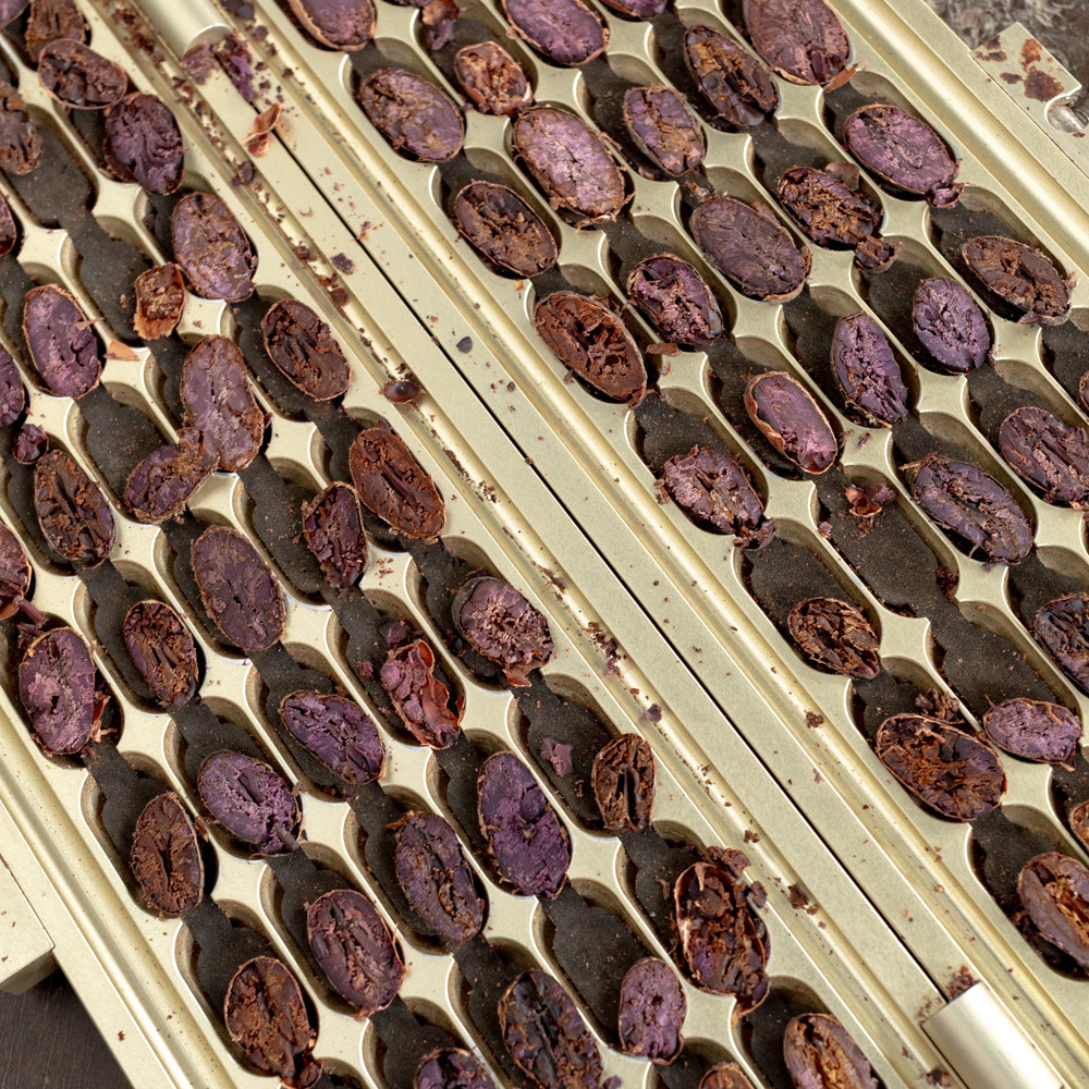 Cut cacao beans arranged on a slatted tray during sorting and fermentation