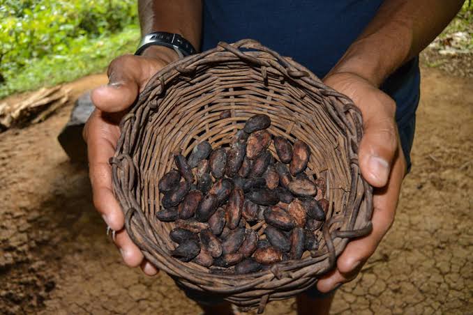 A farmer's hands holding a woven basket full of dried cacao beans in a rainforest garden